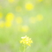 菜の花