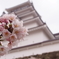 鶴ヶ城と桜
