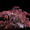 滝桜