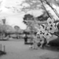 モノトーンの桜