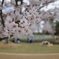 散り始めの桜