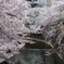 石神井川春景色