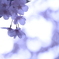 桜３