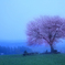 前原の一本桜