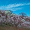 Foveonで花見山