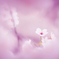 桜こころ