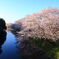 小貝川の桜4