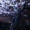 昔からそこにある桜