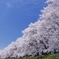 花見の土曜日♪