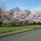 楽桜1