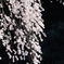 垂桜