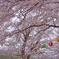 満開の桜にカラフル提灯　