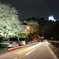 夜桜、犬山城