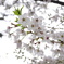 曇り空色の花