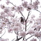 桜の森の鳥