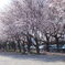 公園の桜