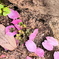 桜の花びら