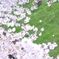 桜②