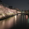 岡崎公園の夜桜