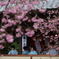 桜と琴の音色