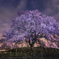 わに塚の桜