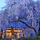 しだれ桜と鐘