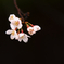 雨桜