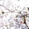 陽射しに光る・・桜花の天井　(-^〇^-)b