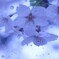 桜雨