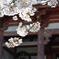 醍醐寺の仁王門と桜