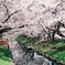 新河岸川の桜（FILM VERSION）