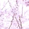 もうすぐさよなら