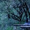 桜吹雪