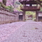 雪桜