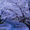 小雨桜