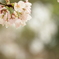 桜の雫