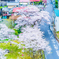 速度おとせ　桜が咲いた