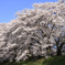 桜の季節２０１５　京都その１