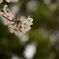 散りゆく桜