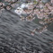 雨に打たれて