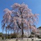 不二桜