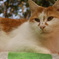 屋根の上の猫
