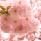 ボンボン桜