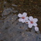 水面の桜