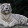 White Tiger 2