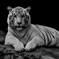 White Tiger