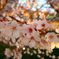 sakura 2015