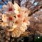 sakura 2015
