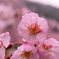 雨、桜