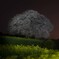 馬場夜桜